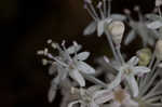 Dwarf ginseng